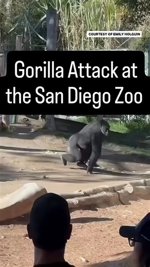 🚨🐵 Wild moment at the San Diego Zoo! Visitors were shocked when Denny, a 10-year-old western lowland gorilla, charged at the glass in his enclosure — cracking one of the tempered glass layers! 😱 Zoo officials say Denny wasn’t hurt and both gorillas are safe while the glass gets replaced. This dramatic moment quickly went viral after CBS8 shared the clip online. 🎥🐾 The San Diego Zoo confirmed the exhibit is engineered for these powerful animals — and that guests were never in danger. 💪🐒 Wo