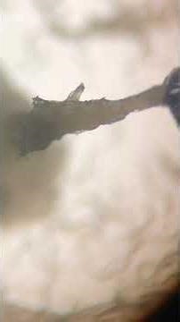 Living towers of worms observed in nature for the first time 🪱⁠