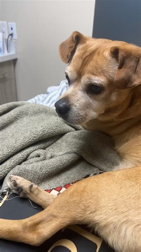 Animal Manor on Reels