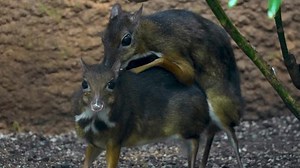Close up of an javan mouse deer mating below a tree in the woods