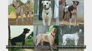 Effective Training Tips for Your Bully Kutta Puppy