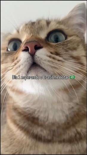 This cat made Brazilian phonk 🐈‍⬛