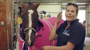 The Standardbred Pleasure and Performance Horse Association proudly promote Standardbred horses, and the re-homing of Standardbreds, across NSW. The Association also provides opportunities for horses to continue to compete as show horses during their life after racing. We followed SPPHA members as they prepared for competition at the Sydney Royal Easter Show - their highest profile competition of the year. | Harness Racing NSW