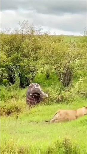 Walking Through The dense jungle,sudden scene catches attention...