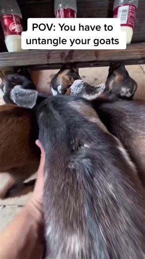 Little Sheep Antics: Cute & Funny Animal Moments