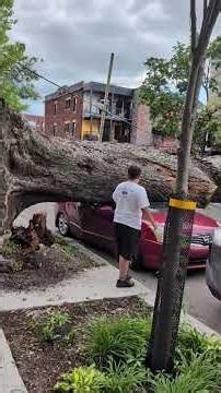 Un arbre déraciné par des forts vents dans Mercier-Hochelaga-Maisonneuve, à Montréal