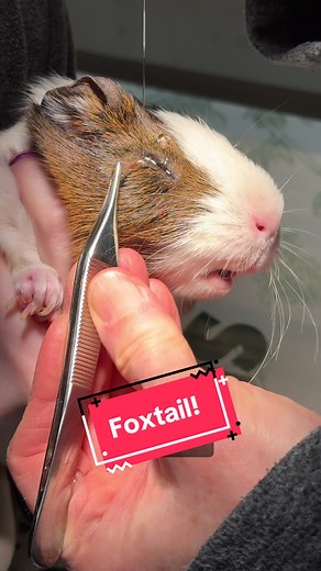 Kiki's Painful Eye Problem: Successful Foxtail Removal