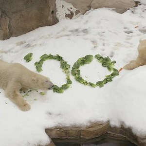 631K views · 2.3K shares | 'Tis the season! Join us as the Zoo is transformed into a winter wonderland for Jungle Bells presented by California Coast Credit Union. | San Diego Zoo | Facebook