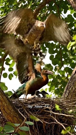 Hadeda Ibis Protects Chicks from Hawk | Incredible African Bird Defense 4K