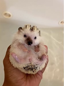 Who said hedgehogs could not be happy with a human? Mochi's safe place is in Praneeth's hoodie pocket, where he sleeps and sees the best dreams. Their bond is as happy as you can imagine. #hedgehog #hedgehoglove #funnyhedgehogs #cutehedgehog #hedgehogs #animalstory #cuddlebuddies #wildlife | Cuddle Buddies
