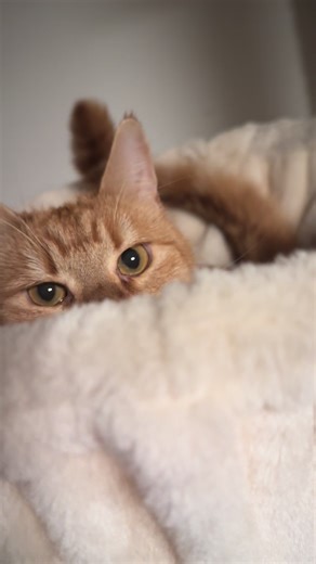 Grumpy Cat Moments: Funny Feline Antics