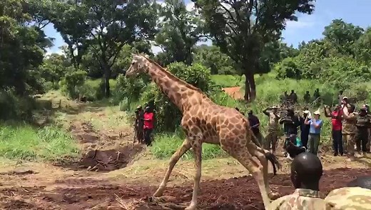 18K views · 860 reactions | Boosting the population of Nubian giraffe south of the River Nile in Murchison Falls National Park, Uganda. What a great team effort by Giraffe Conservation Foundation, Uganda Wildlife Authority, Uganda Wildlife Education Centre, Cheyenne Mountain Zoo #OperationTwiga2 | Giraffe Conservation Foundation | Facebook