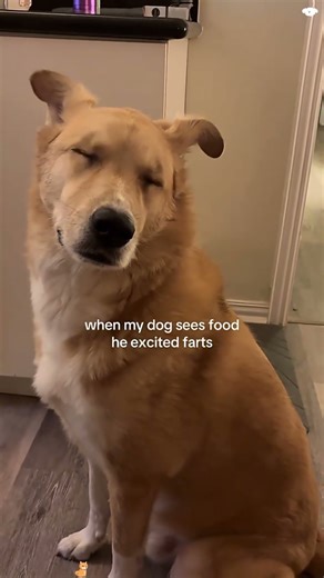 This Dog Just Farted 😂🐶 | Funniest Dog Moment Ever | Dog Shorts #viral #funny #dog #fart #farting