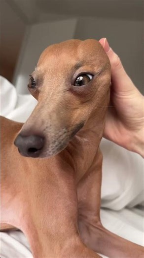 I compare him to Sid the sloth from ice age but that’s just me 😂 #dog #cute #shorts