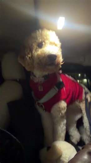 savslife (@savsfolder)’s videos with we are literally two idiots - 🤍