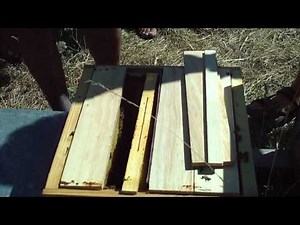 elevage de reine.MOV ruche warré