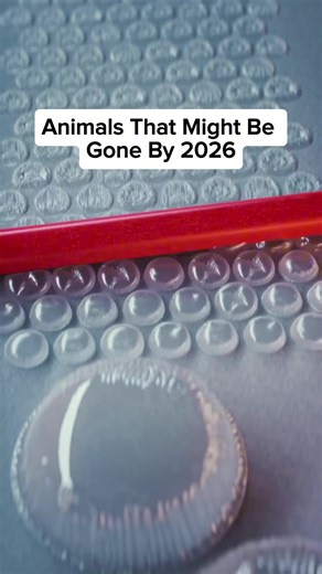 Animals That Might Be Extinct by 2026