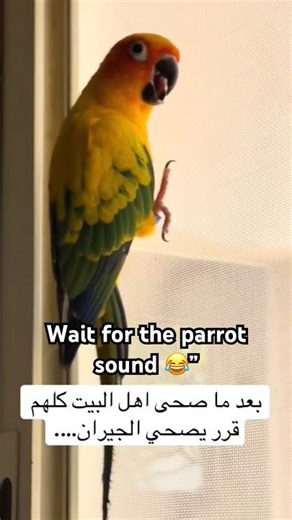 Parrot Singing So Cute 😂🦜 #shorts