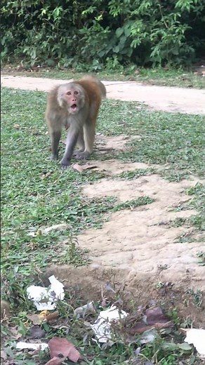 ​Angry Monkey Alert 😡#TheDoseOfMonkey #AngryMonkey #RhesusMacaque