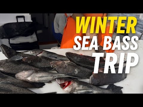 LIMITED OUT! Ocean Princess 10HR Black Sea Bass Trip (Full Boat Action!)