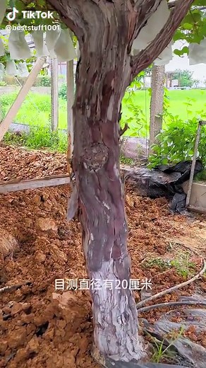 Agriculture & CanningEquipment on TikTok