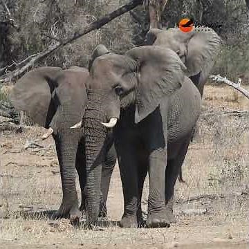 The Art of Moving Slowly — Elephant Wisdom 🐘 #wildlife #krugersightings #elephant #animals #safari