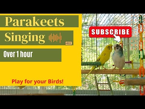 Parakeets/Budgies Chirping in the Sunshine~Happy~Relaxing ***NEW***