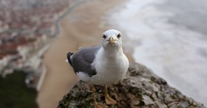In defence of seagulls: They’re smart, and they co-parent