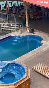 92M views · 2.7M reactions | This sea lion really made itself at home.  #viralhog #sealion #galapagos | ViralHog | Facebook