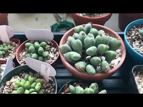How Conophytum Look When Changing Into Their Dormant Phase