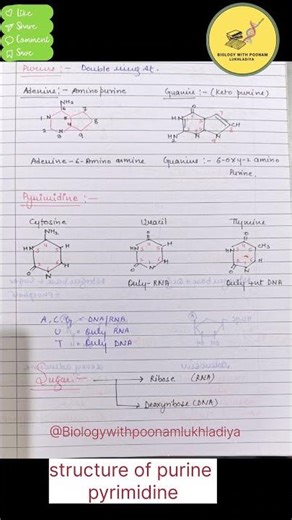 Structure of pyrimidine and purine