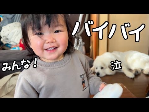 【別れの日】妹としばらくお別れになったら超大型犬と子犬が寂しくなって離れなくなりました…｜グレートピレニーズ＆オールドイングリッシュシープドッグ＆トイプードル