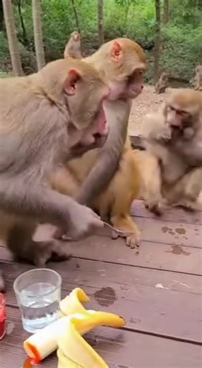He Trusted Him! 😂 Monkey Spicy Banana Prank GONE WRONG! 🍌🌶️ YouTube: https://youtube.com/shorts/remXY2Q7VwU monkey prank, funny monkey video, monkey eating banana, spicy banana prank, monkey hot sauce reaction, funny animal videos 2025, monkey drinking water funny, hilarious animal pranks, monkey spoon prank, animal fail, cute monkeys, wild monkey comedy, monkey screams funny, spicy food challenge animals, monkey interaction. #fblifestylechallenge #viralreelschallenge2025viralreelschallengeja