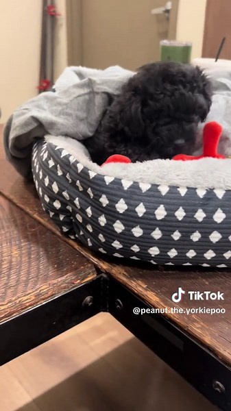 Peanut Being a 1.5 pound Yorkie poo sure does have a big dog like personality! @Harvest Custom #cutepuppy #yorkiepoo #littlepuppy #minituredog #adorablepuppy