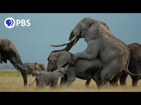 A Lesson in Elephant Courtship