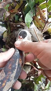 Insects Enjoy Bananas After a Day of Eating Bugs