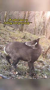 39K views · 467 reactions | A tufted deer is chilling and grooming… until a mischievous red-billed blue magpie zooms by! 歷 Talk about a serious freeze! 藍 Nature’s little surprises always make us laugh.  Caught on camera in China’s Shennongjia National Park. | Jimu Focus | Facebook