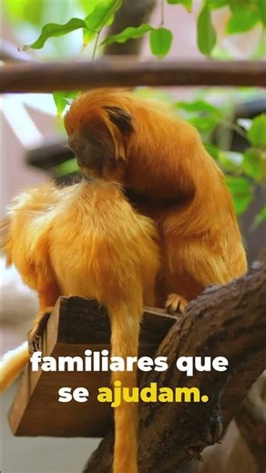 Ele é pequeno… mas vive em equipe 😳🐒