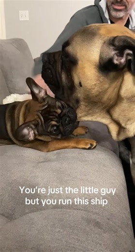Moose is in charge #frenchbulldog #frenchiesoftiktok #frenchielife #bullmastiff #frenchie