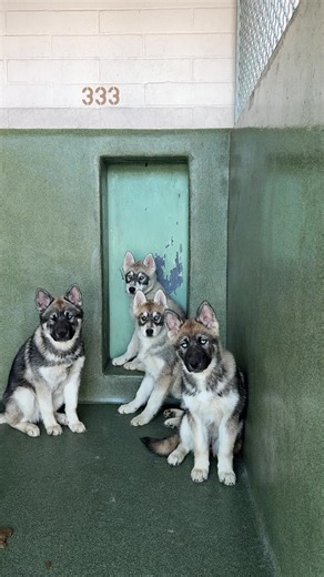 Mom is now sitting in a different kennel, separated from her babies. Her babies don’t know where their mom went. Mom is in a new, scary environment, surrounded by crying and barking dogs. She’s confused. She’s stressed. She doesn’t understand why she’s here. The puppies might get adopted fast. I hope they do. But mom? She’s going to be here for a while. She’s going to be overlooked. That’s just the reality of it. Every single time. And it’s not just our shelter. It’s hundreds of other shelters g