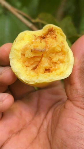 Don’t eat this fruit when you are in Jamaica unless you know this! | Morris Time cooking