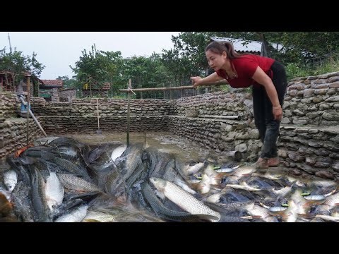 Harvesting fish in the pond after 1 year of raising farm, how big will the fish be? Dung bushcraft