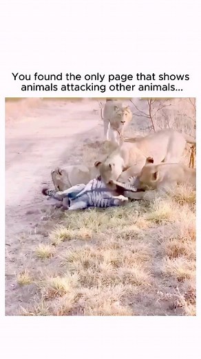 @animalsattackinganimals on Instagram: "🐾⚔️ Follow us @animalsattackinganimals for jaw-dropping moments of nature's wild side! Witness incredible animal encounters and the raw power of the animal kingdom... #reels #explore #viral #animals #attacking #lion #zebra #tigers"