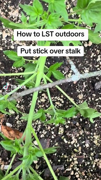 Low Stress Training for Plants to Boost Branching