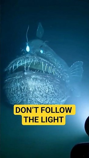 This Fish Uses Light to Kill