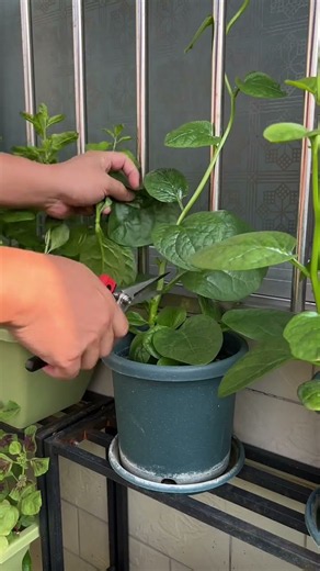 How to Harvest Bok Choy for Continuous Growth 🌱 #gardening