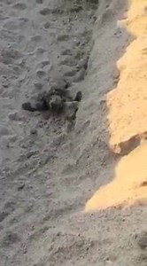 6.6K views · 314 reactions | Town of Holden Beach on Reels | Facebook