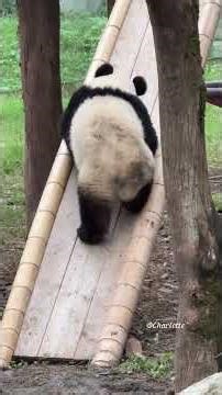 Panda Enjoying the Slide – Adorable and Playful Moments 🐼💛