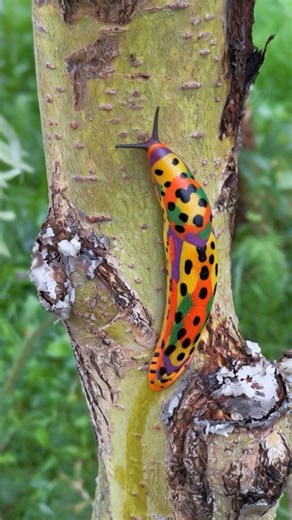 sodazot on Instagram: "Chromeleon Slug / Слизень хромелеон (Chromelimax revelatus) New media art works 👉 @kuflexlab The Chromeleon Slug stays nearly invisible on tree bark until it’s disturbed. At a touch it triggers a “color alarm”: microscopic pigment sacs in the skin unfurl, and within seconds the body blooms into a mosaic of bright spots. This burst of color startles birds and predatory beetles while signaling its inedible slime. After the “flash,” the chromeleon picks up speed and slips in