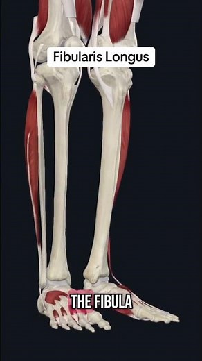 The Fibularis Longus Muscle